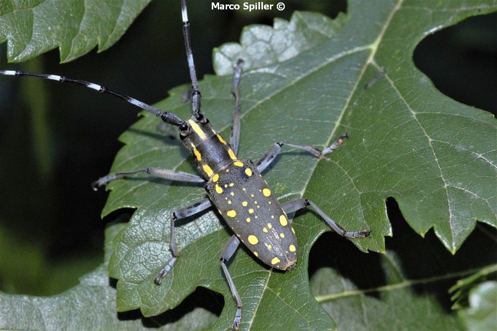 Cerambycidae: Psacothea hilaris